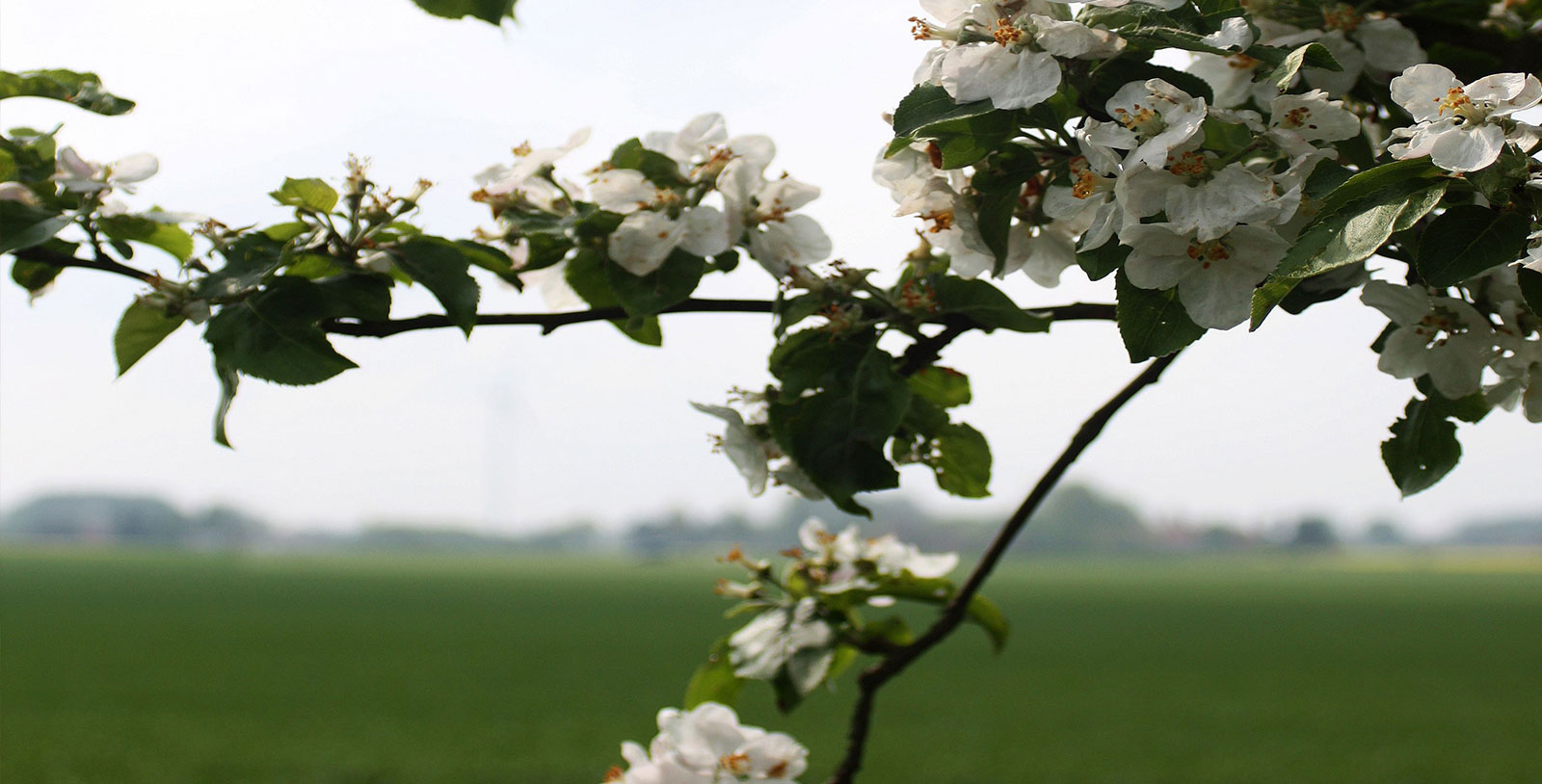Hunderte Rosen